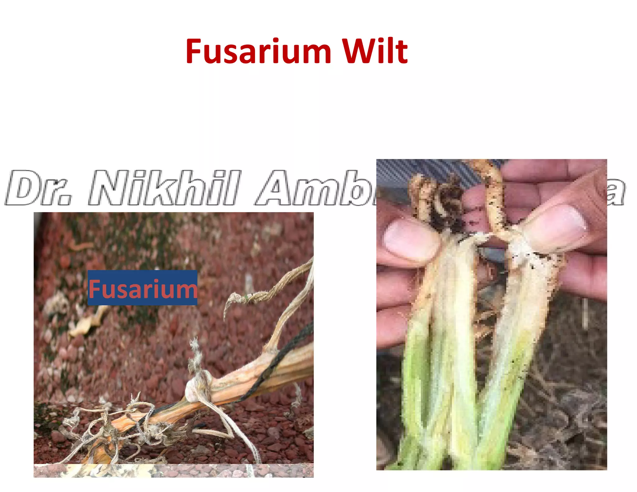 Fusarium Wilt
Fusarium
 