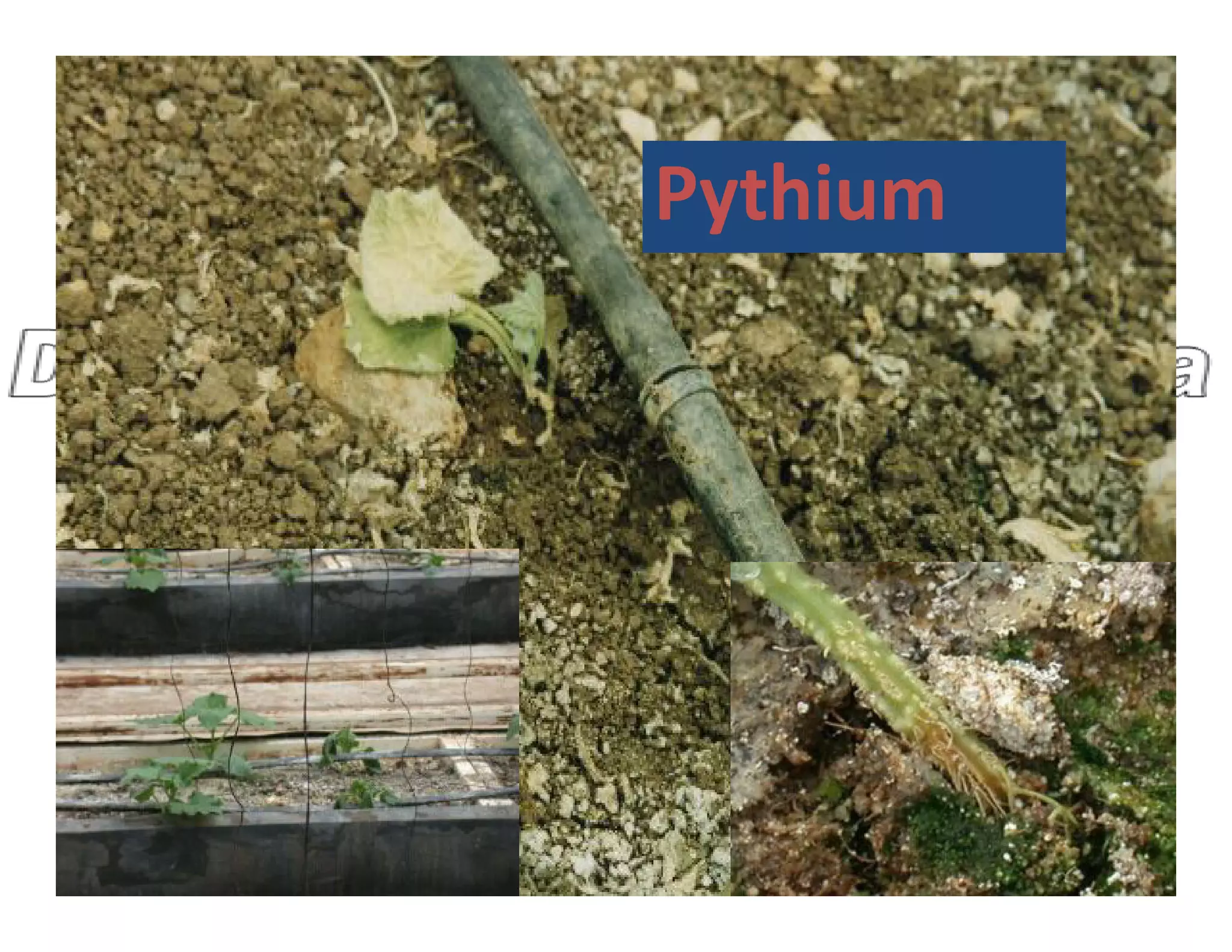 Pythium
 