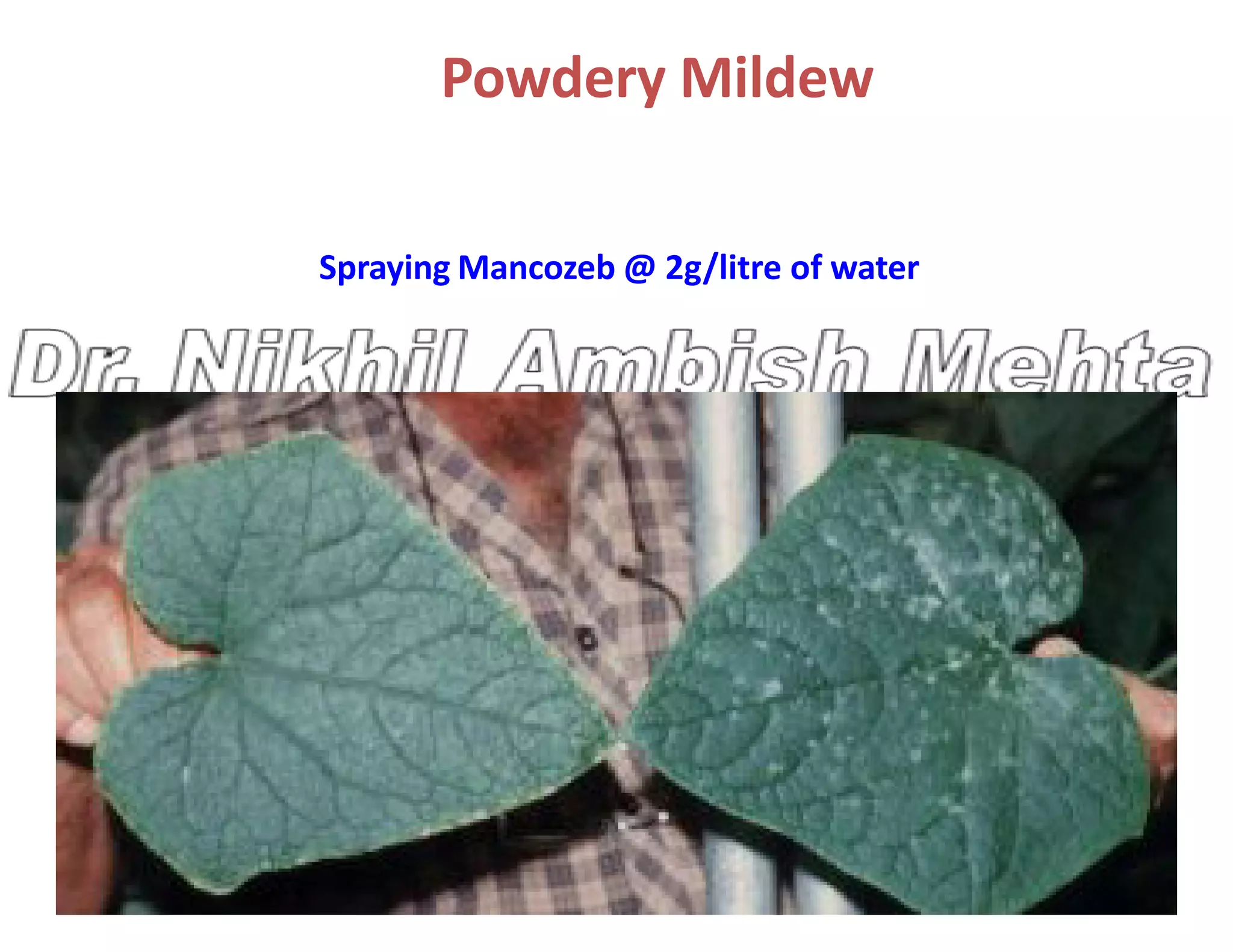 Powdery Mildew
Spraying Mancozeb @ 2g/litre of water
 