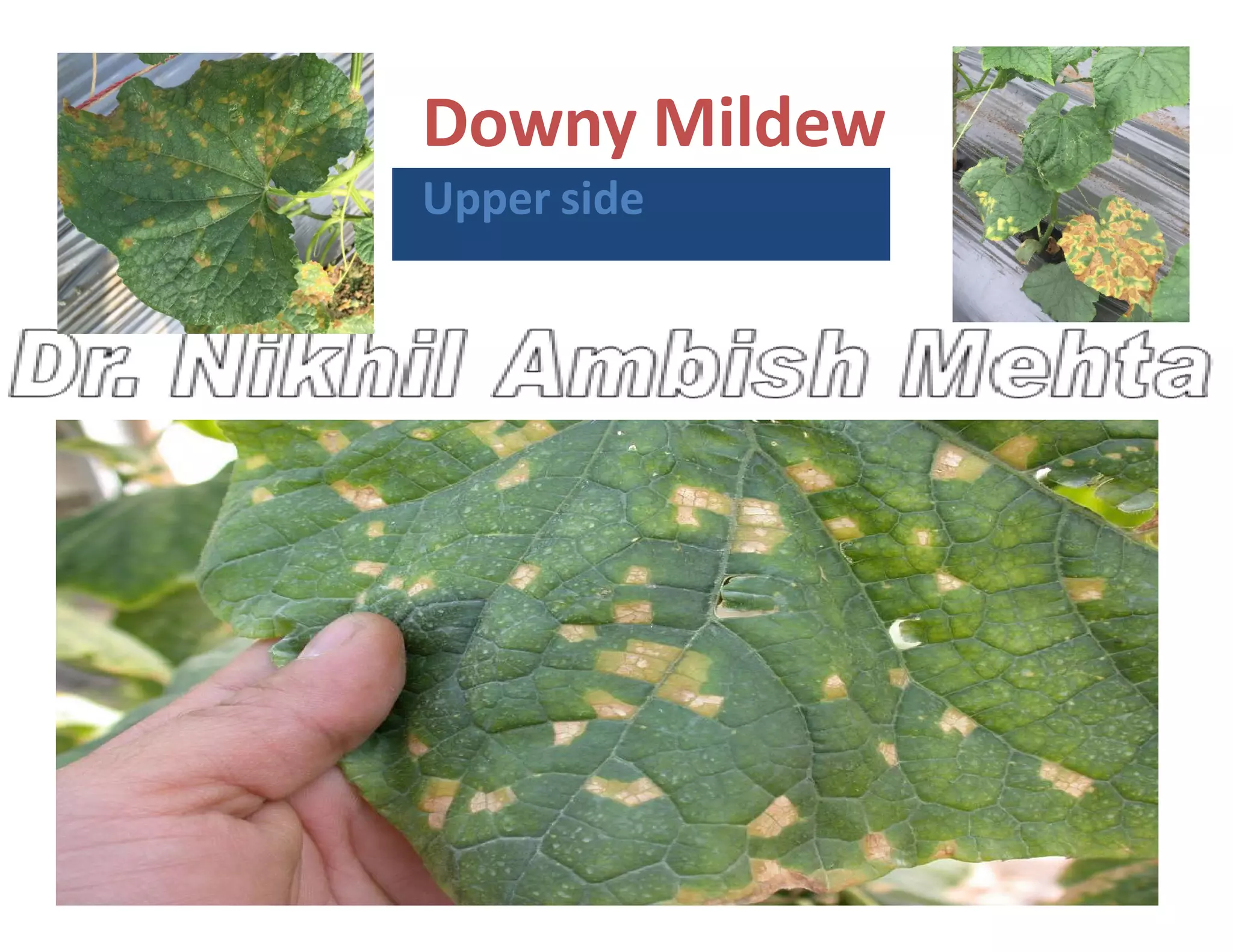 Downy Mildew
Upper side
 