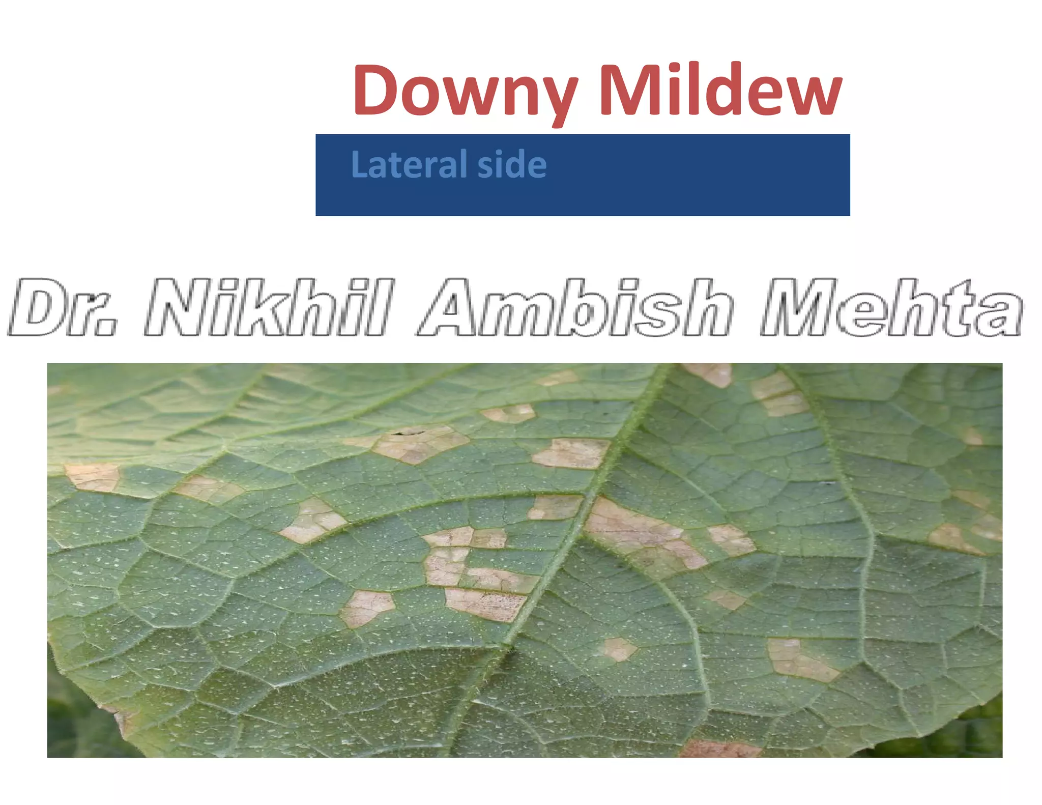 Downy Mildew
Lateral side
 
