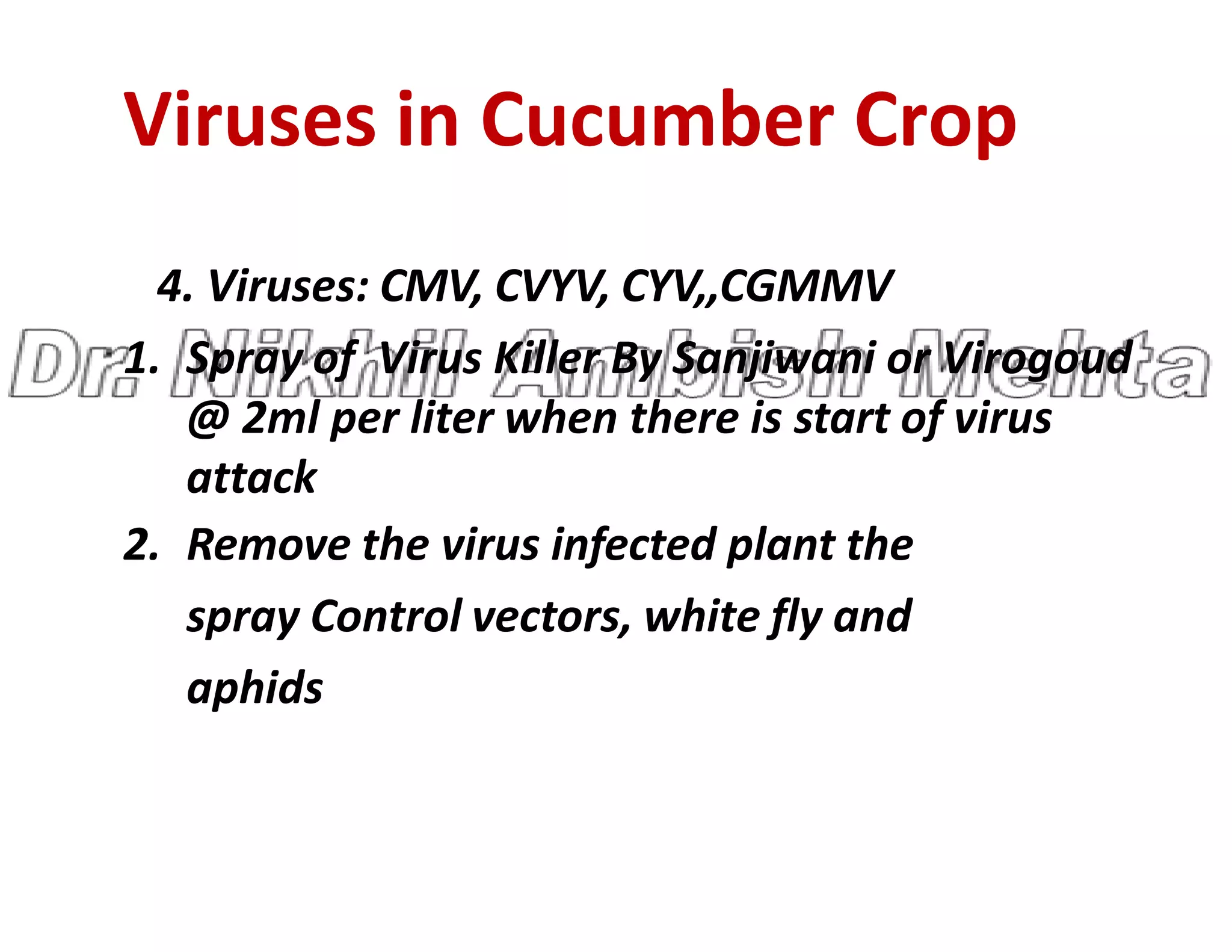 Viruses in Cucumber Crop
4. Viruses: CMV, CVYV, CYV,,CGMMV
1. Spray of Virus Killer By Sanjiwani or Virogoud
@ 2ml per liter when there is start of virus
attack
attack
2. Remove the virus infected plant the
spray Control vectors, white fly and
aphids
 