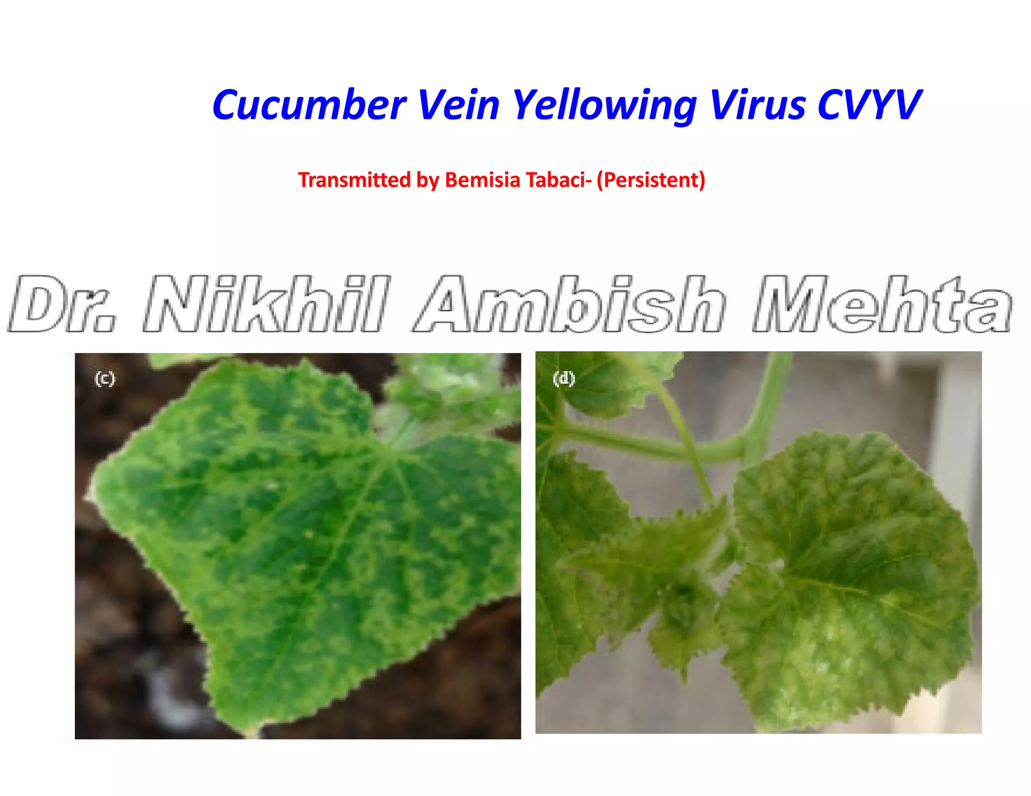 Cucumber Vein Yellowing Virus CVYV
Transmitted by Bemisia Tabaci- (Persistent)
 