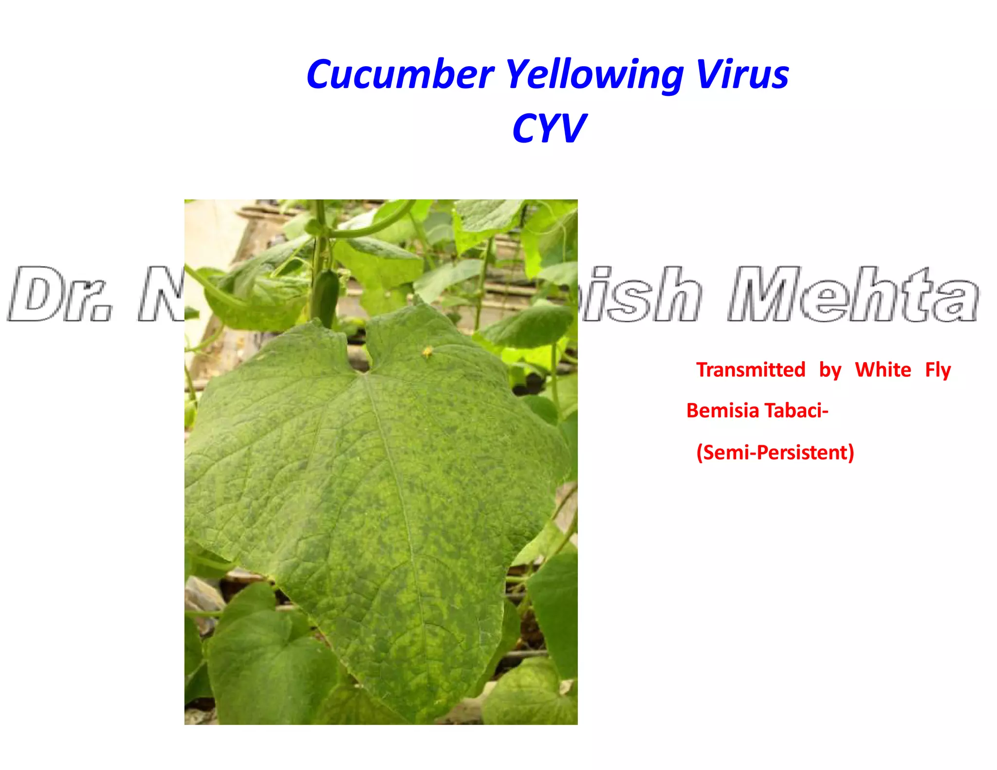 Cucumber Yellowing Virus
CYV
Transmitted by White Fly
Bemisia Tabaci-
(Semi-Persistent)
 