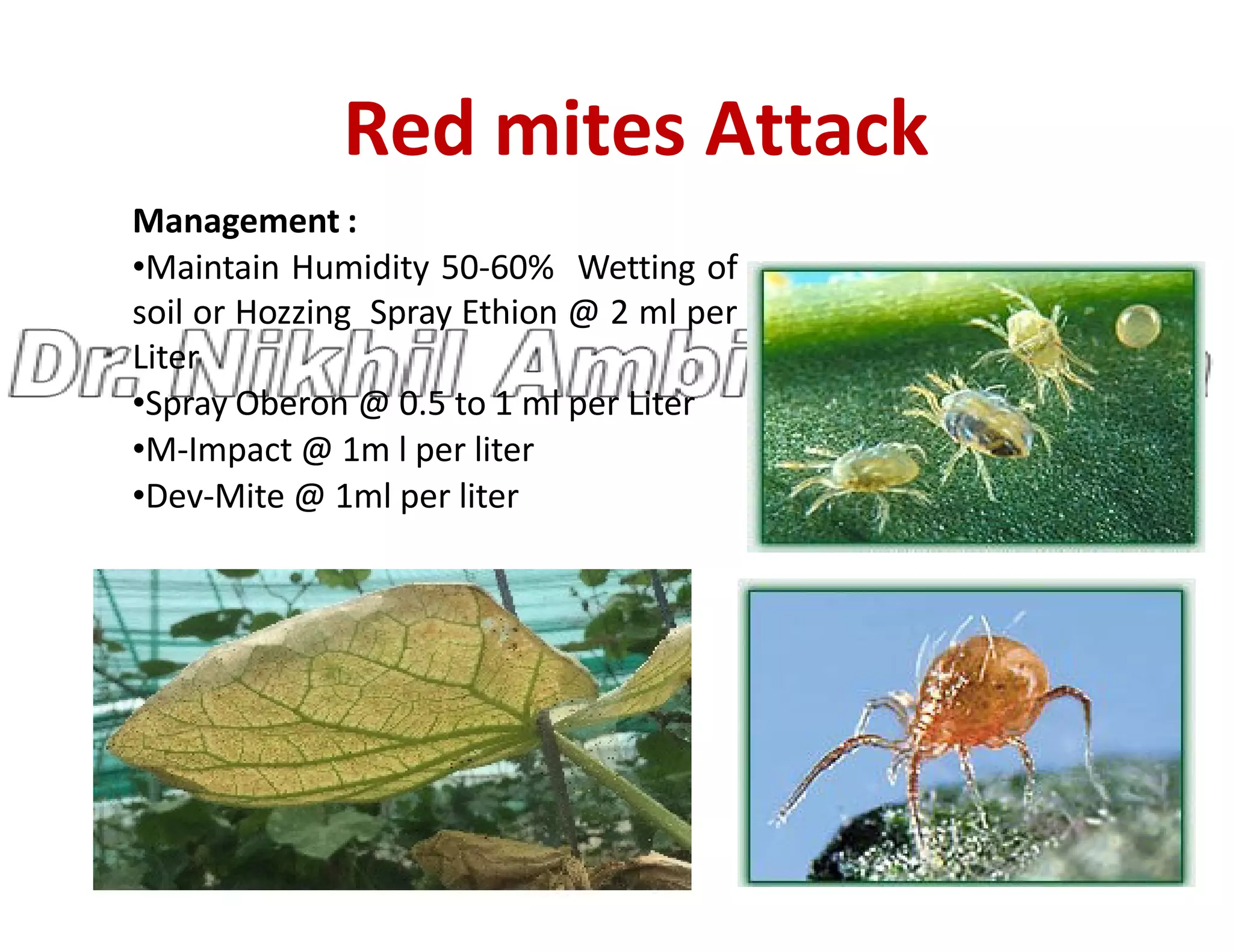 Red mites Attack
Management :
•Maintain Humidity 50-60% Wetting of
soil or Hozzing Spray Ethion @ 2 ml per
Liter
•Spray Oberon @ 0.5 to 1 ml per Liter
•M-Impact @ 1m l per liter
•Dev-Mite @ 1ml per liter
•Dev-Mite @ 1ml per liter
 