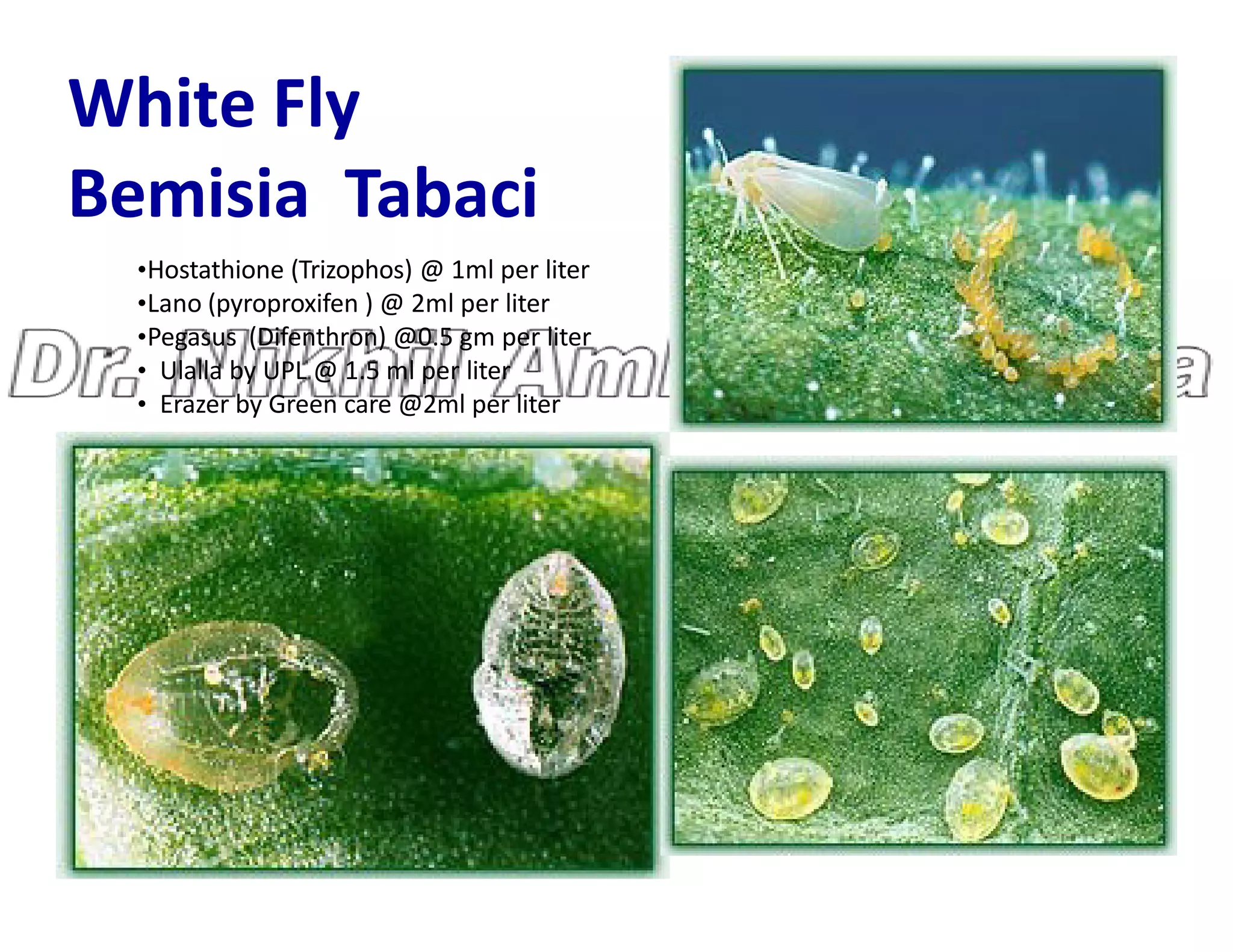 White Fly
Bemisia Tabaci
•Hostathione (Trizophos) @ 1ml per liter
•Lano (pyroproxifen ) @ 2ml per liter
•Pegasus (Difenthron) @0.5 gm per liter
• Ulalla by UPL @ 1.5 ml per liter
• Erazer by Green care @2ml per liter
 