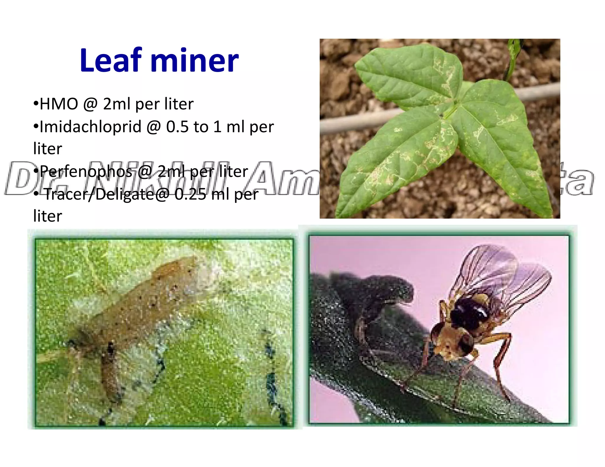 Leaf miner
•HMO @ 2ml per liter
•Imidachloprid @ 0.5 to 1 ml per
liter
•Perfenophos @ 2ml per liter
• Tracer/Deligate@ 0.25 ml per
liter
 