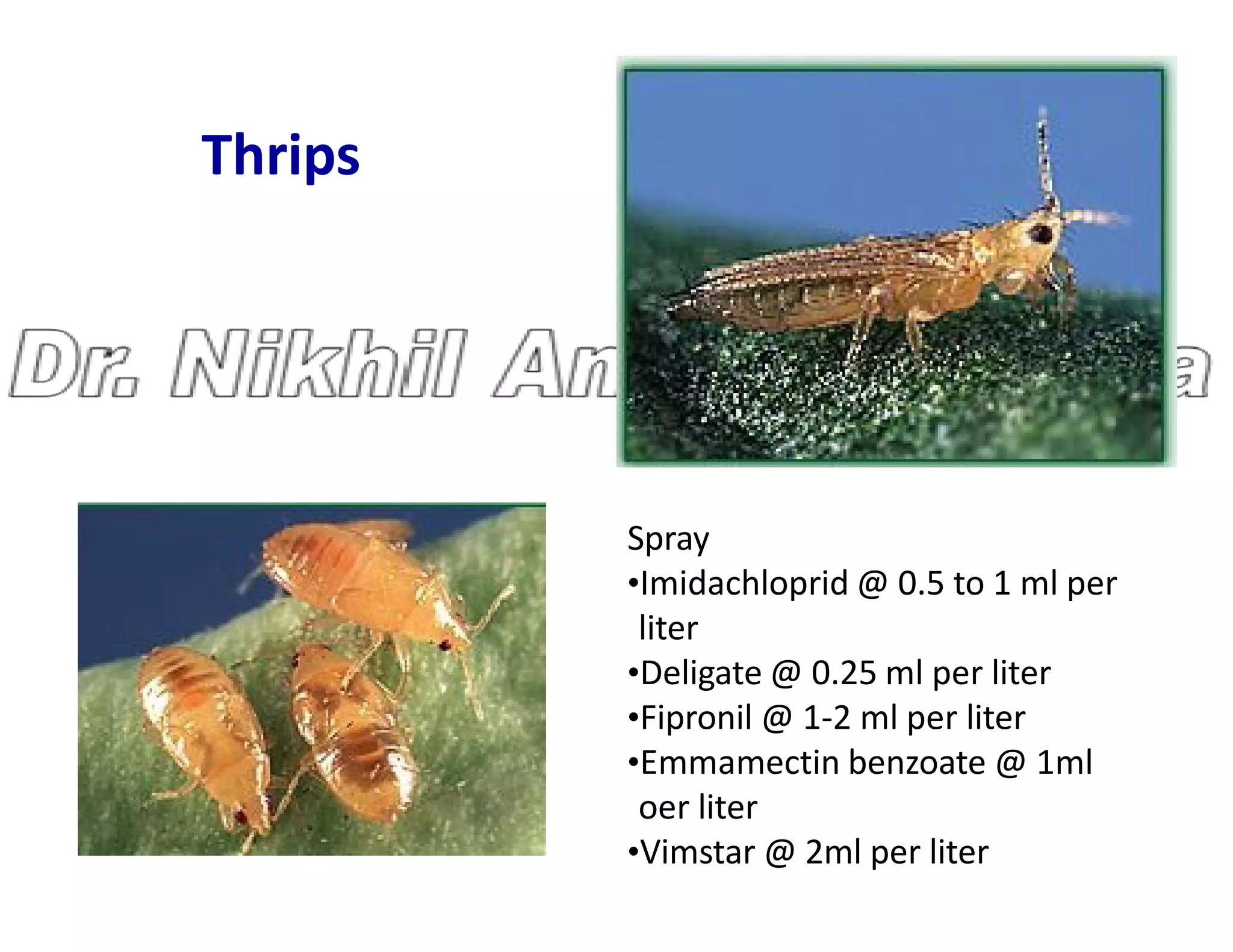 Thrips
Spray
•Imidachloprid @ 0.5 to 1 ml per
liter
•Deligate @ 0.25 ml per liter
•Fipronil @ 1-2 ml per liter
•Emmamectin benzoate @ 1ml
oer liter
•Vimstar @ 2ml per liter
 