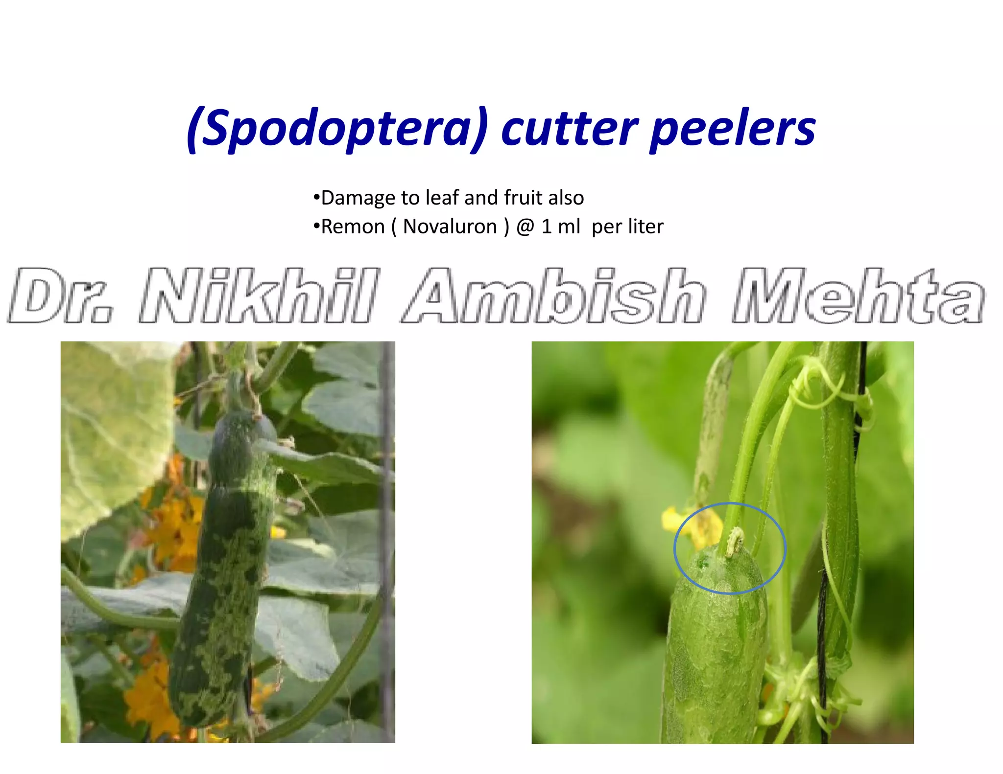 (Spodoptera) cutter peelers
•Damage to leaf and fruit also
•Remon ( Novaluron ) @ 1 ml per liter
 