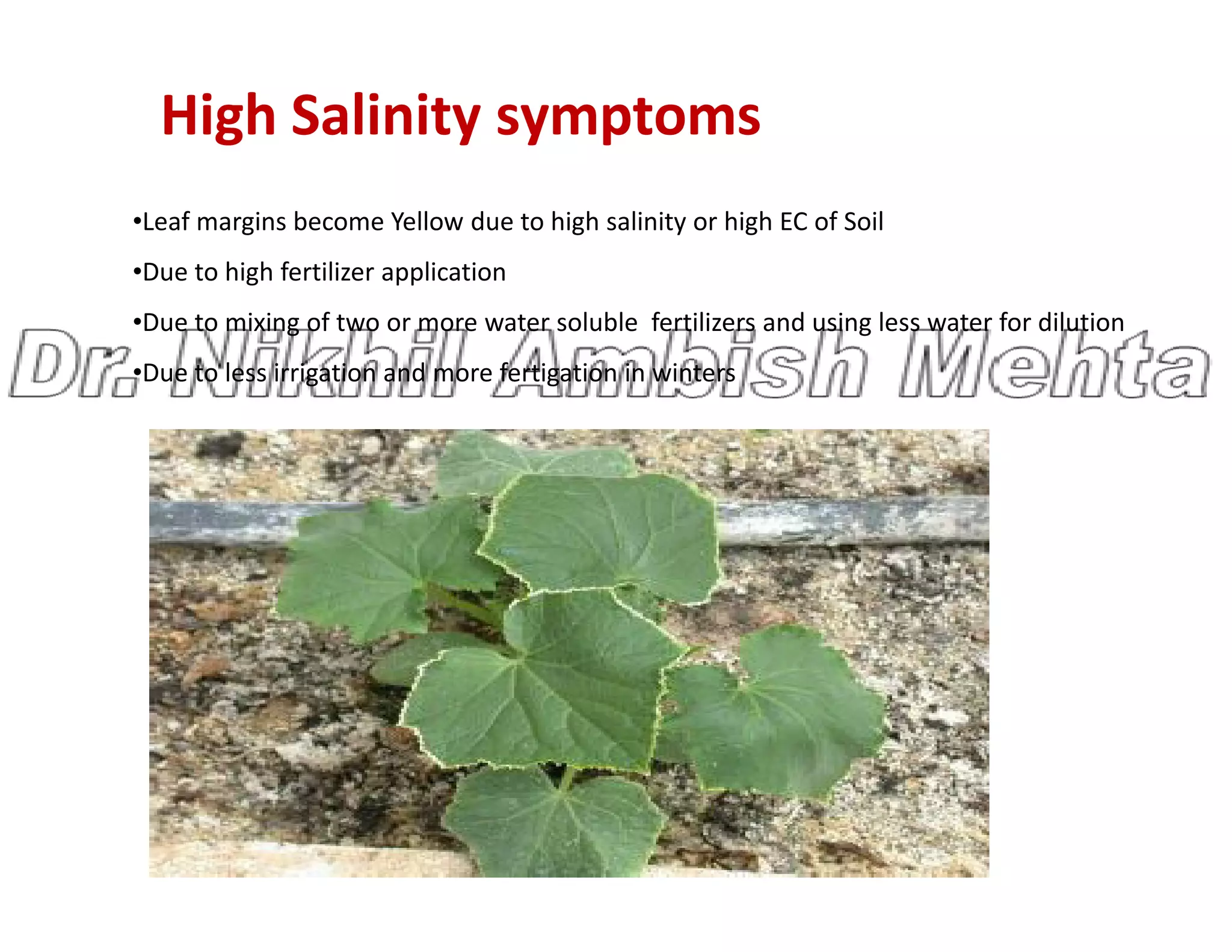 High Salinity symptoms
•Leaf margins become Yellow due to high salinity or high EC of Soil
•Due to high fertilizer application
•Due to mixing of two or more water soluble fertilizers and using less water for dilution
•Due to less irrigation and more fertigation in winters
 