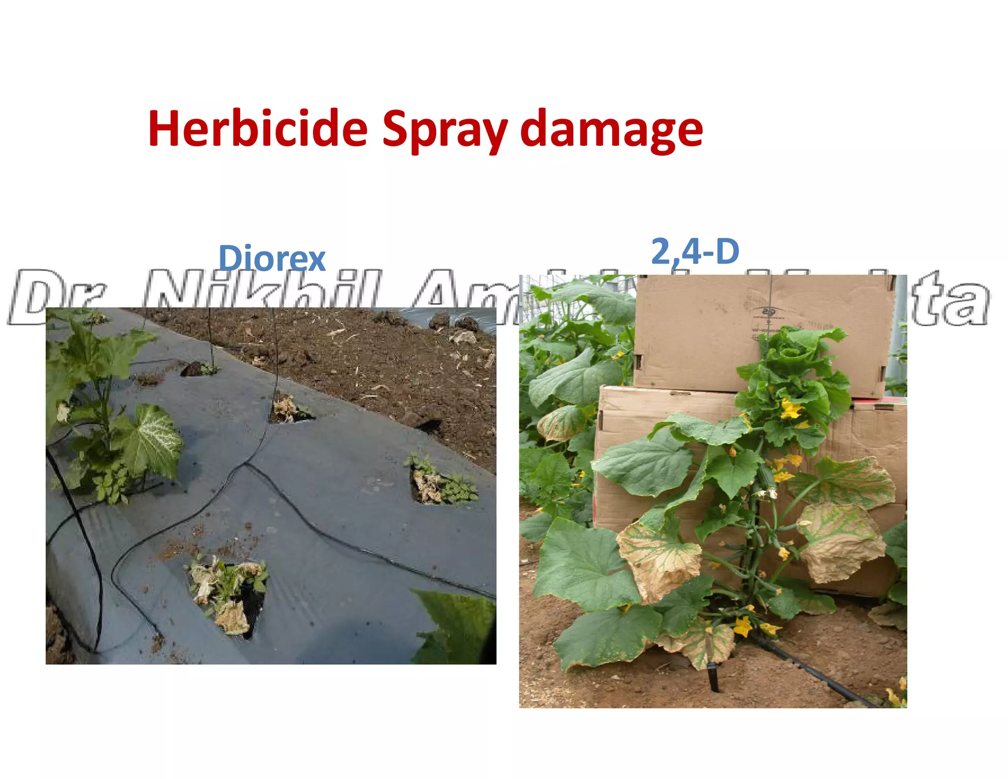 Herbicide Spray damage
Diorex 2,4-D
 