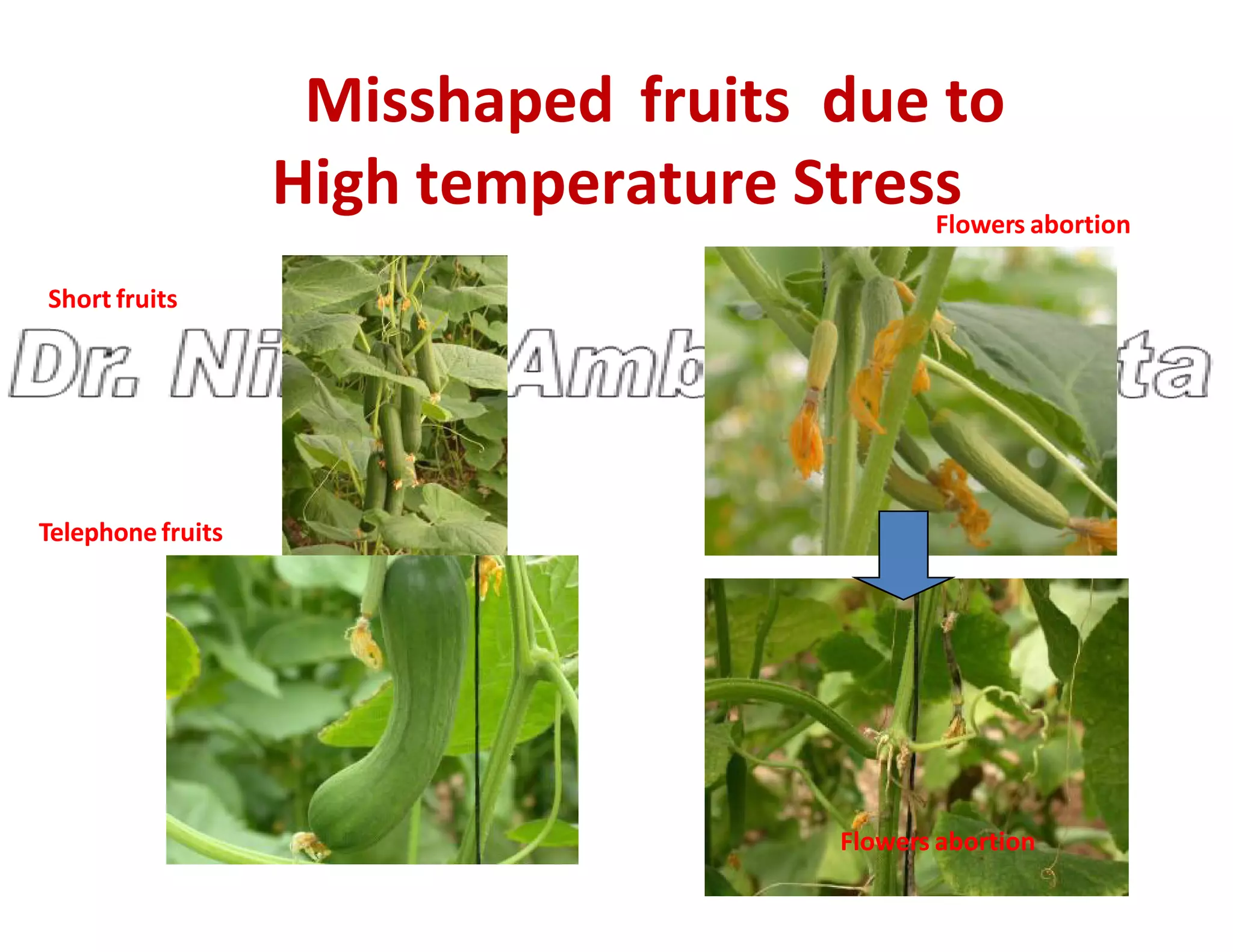 Misshaped fruits due to
High temperature Stress
Short fruits
Flowers abortion
Flowers abortion
Telephonefruits
 