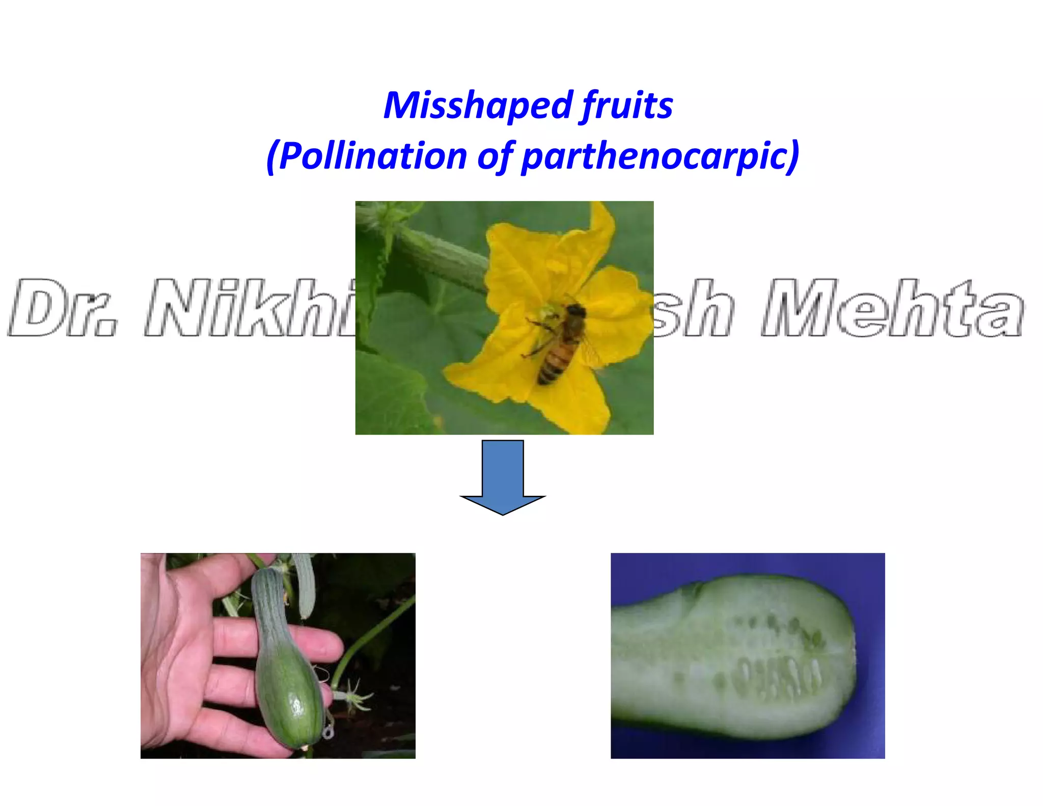 Misshaped fruits
(Pollination of parthenocarpic)
 