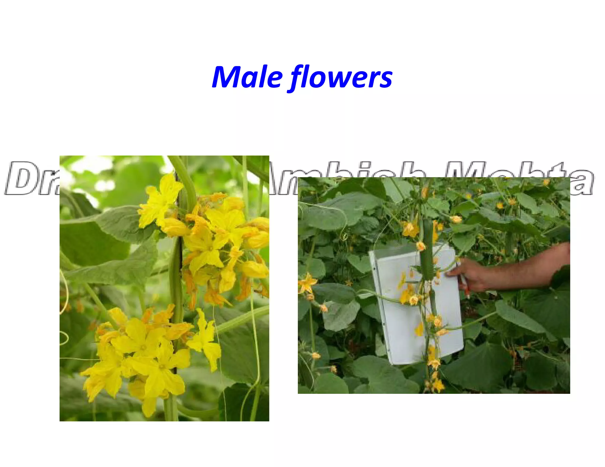 Male flowers
 