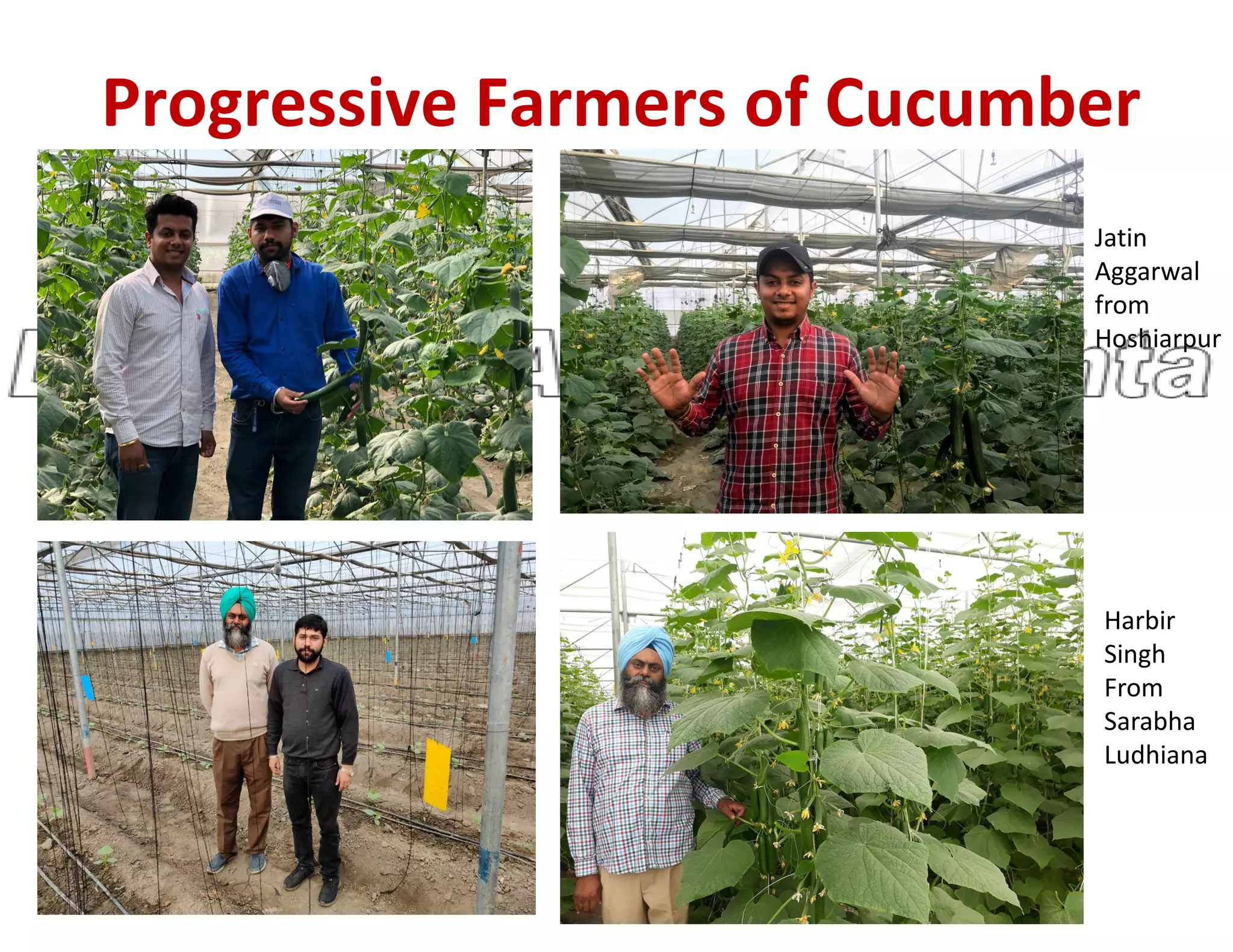 Progressive Farmers of Cucumber
Jatin
Aggarwal
from
Hoshiarpur
Harbir
Singh
From
Sarabha
Ludhiana
 
