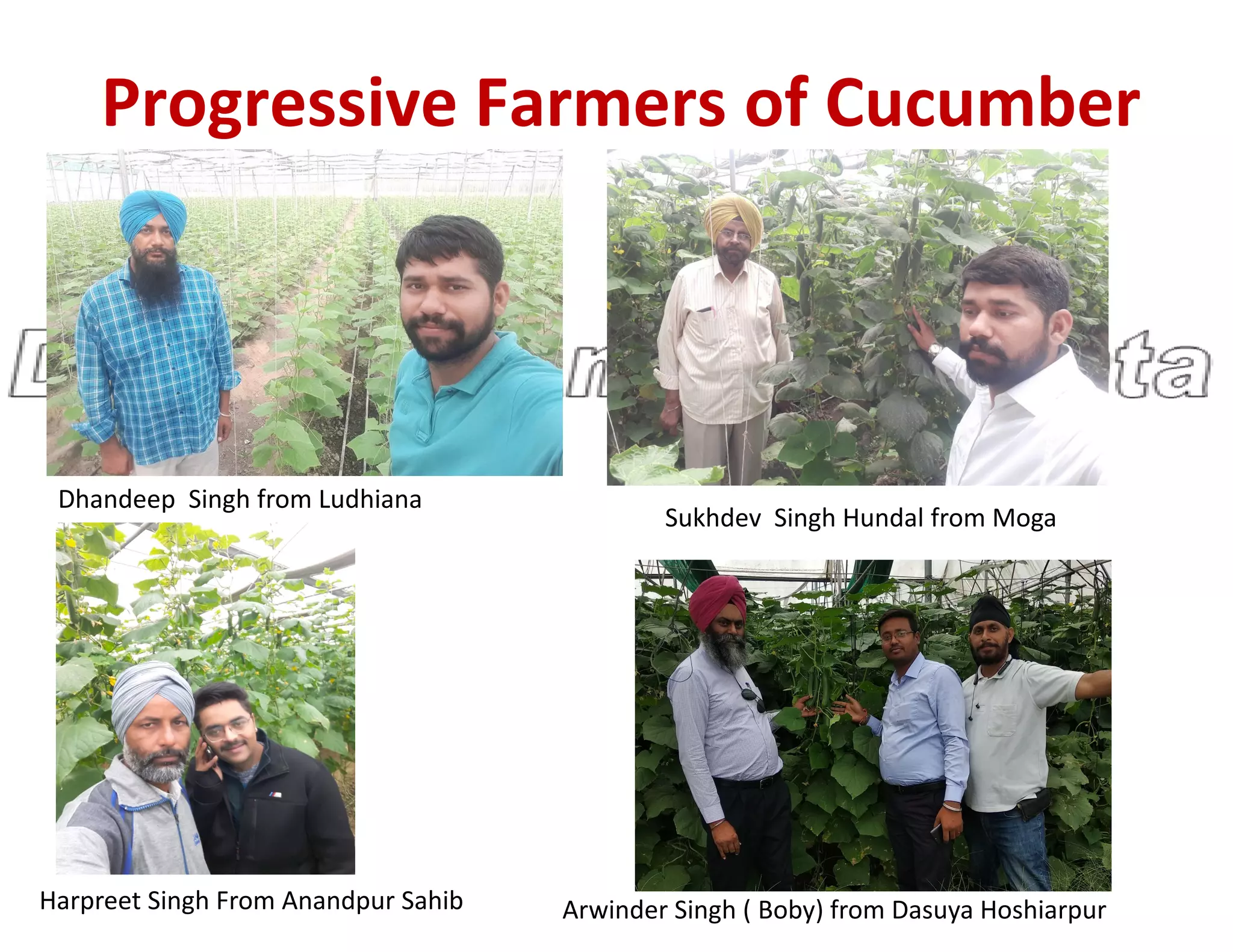 Progressive Farmers of Cucumber
Harpreet Singh From Anandpur Sahib Arwinder Singh ( Boby) from Dasuya Hoshiarpur
Dhandeep Singh from Ludhiana
Sukhdev Singh Hundal from Moga
 