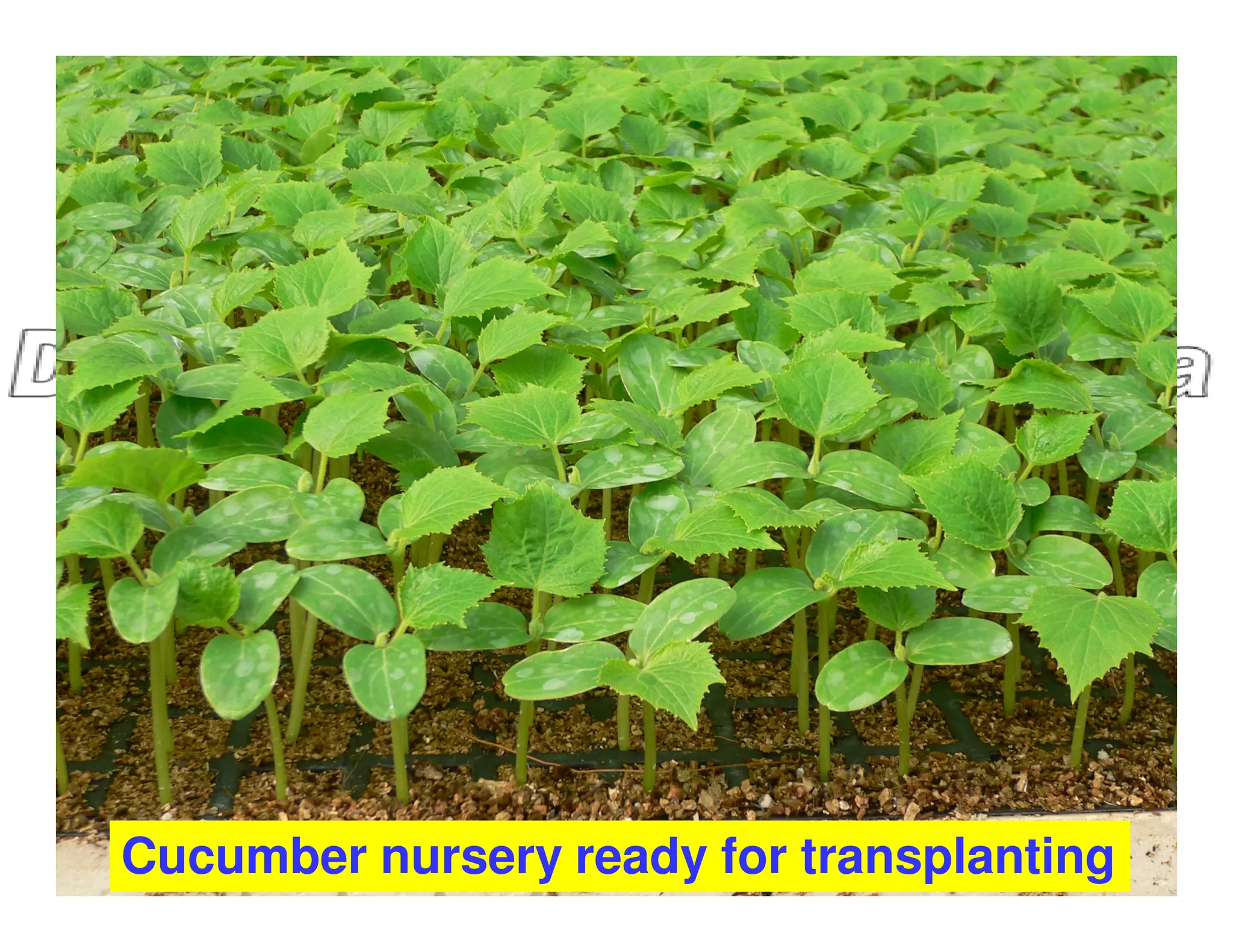 Cucumber nursery ready for transplanting
 