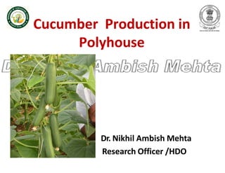 Cucumber Production in
Polyhouse
Dr. Nikhil Ambish Mehta
Research Officer /HDO
 