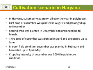 Cultivation scenario in Haryana
• In Haryana, cucumber was grown all over the year in polyhouse.
• First crop of cucumber was planted in August and prolonged up
to November.
• Second crop was planted in December and prolonged up to
March.
• Third crop of cucumber was planted in April and prolonged up to
June.
• In open field condition cucumber was planted in February and
harvested up to April-May.
• Cropping intensity of cucumber was 300% in polyhouse
condition.
5/13/2021 10
 