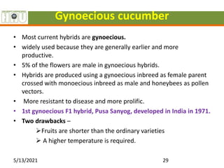 Gynoecious cucumber
• Most current hybrids are gynoecious.
• widely used because they are generally earlier and more
productive.
• 5% of the flowers are male in gynoecious hybrids.
• Hybrids are produced using a gynoecious inbreed as female parent
crossed with monoecious inbreed as male and honeybees as pollen
vectors.
• More resistant to disease and more prolific.
• 1st gynoecious F1 hybrid, Pusa Sanyog, developed in India in 1971.
• Two drawbacks –
Fruits are shorter than the ordinary varieties
 A higher temperature is required.
5/13/2021 29
 