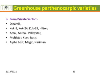 Greenhouse parthenocarpic varieties
 From Private Sector:-
• Dinamik,
• Kuk-9, Kuk-24, Kuk-29, Hilton,
• Amal, Mirna, Valleystar,
• Multistar, Kian, Isatis,
• Alpha best, Magic, Nariman
5/13/2021 36
 