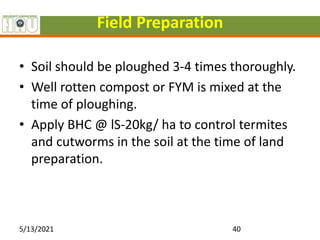 Fym Well Rotted Cucumber | PPT