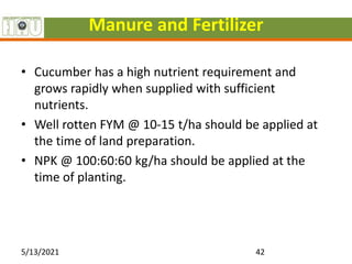 Manure and Fertilizer
• Cucumber has a high nutrient requirement and
grows rapidly when supplied with sufficient
nutrients.
• Well rotten FYM @ 10-15 t/ha should be applied at
the time of land preparation.
• NPK @ 100:60:60 kg/ha should be applied at the
time of planting.
5/13/2021 42
 