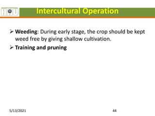Intercultural Operation
 Weeding: During early stage, the crop should be kept
weed free by giving shallow cultivation.
 Training and pruning
5/13/2021 44
 