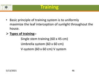 Training
• Basic principle of training system is to uniformly
maximize the leaf interception of sunlight throughout the
house.
 Types of training:-
Single stem training (60 x 45 cm)
Umbrella system (60 x 60 cm)
V-system (60 x 60 cm) V system
5/13/2021 46
 