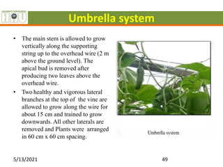 Umbrella system
• The main stem is allowed to grow
vertically along the supporting
string up to the overhead wire (2 m
above the ground level). The
apical bud is removed after
producing two leaves above the
overhead wire.
• Two healthy and vigorous lateral
branches at the top of the vine are
allowed to grow along the wire for
about 15 cm and trained to grow
downwards. All other laterals are
removed and Plants were arranged
in 60 cm x 60 cm spacing.
5/13/2021 49
 