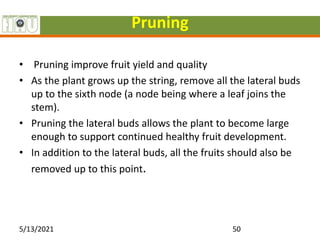 Pruning
• Pruning improve fruit yield and quality
• As the plant grows up the string, remove all the lateral buds
up to the sixth node (a node being where a leaf joins the
stem).
• Pruning the lateral buds allows the plant to become large
enough to support continued healthy fruit development.
• In addition to the lateral buds, all the fruits should also be
removed up to this point.
5/13/2021 50
 