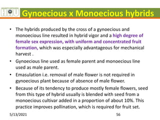 Gynoecious x Monoecious hybrids
• The hybrids produced by the cross of a gynoecious and
monoecious line resulted in hybrid vigor and a high degree of
female sex expression, with uniform and concentrated fruit
formation, which was especially advantageous for mechanical
harvest .
• Gynoecious line used as female parent and monoecious line
used as male parent.
• Emasulation i.e. removal of male flower is not required in
gynoecious plant because of absence of male flower.
• Because of its tendency to produce mostly female flowers, seed
from this type of hybrid usually is blended with seed from a
monoecious cultivar added in a proportion of about 10%. This
practice improves pollination, which is required for fruit set.
5/13/2021 56
 
