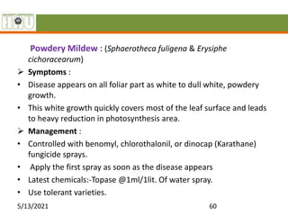 Powdery Mildew : (Sphaerotheca fuligena & Erysiphe
cichoracearum)
 Symptoms :
• Disease appears on all foliar part as white to dull white, powdery
growth.
• This white growth quickly covers most of the leaf surface and leads
to heavy reduction in photosynthesis area.
 Management :
• Controlled with benomyl, chlorothalonil, or dinocap (Karathane)
fungicide sprays.
• Apply the first spray as soon as the disease appears
• Latest chemicals:-Topase @1ml/1lit. Of water spray.
• Use tolerant varieties.
5/13/2021 60
 