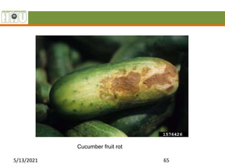 5/13/2021 65
Cucumber fruit rot
 