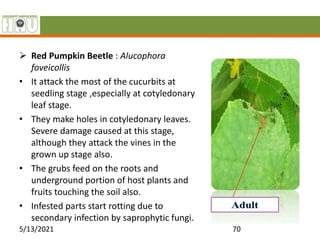  Red Pumpkin Beetle : Alucophora
foveicollis
• It attack the most of the cucurbits at
seedling stage ,especially at cotyledonary
leaf stage.
• They make holes in cotyledonary leaves.
Severe damage caused at this stage,
although they attack the vines in the
grown up stage also.
• The grubs feed on the roots and
underground portion of host plants and
fruits touching the soil also.
• Infested parts start rotting due to
secondary infection by saprophytic fungi.
5/13/2021 70
 
