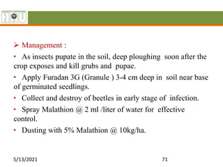  Management :
• As insects pupate in the soil, deep ploughing soon after the
crop exposes and kill grubs and pupae.
• Apply Furadan 3G (Granule ) 3-4 cm deep in soil near base
of germinated seedlings.
• Collect and destroy of beetles in early stage of infection.
• Spray Malathion @ 2 ml /liter of water for effective
control.
• Dusting with 5% Malathion @ 10kg/ha.
5/13/2021 71
 