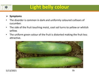 Light belly colour
 Symptoms
• The disorder is common in dark and uniformly coloured cultivars of
cucumber.
• The side of the fruit touching moist, cool soil turns to yellow or whitish
yellow.
• The uniform green colour of the fruit is distorted making the fruit less
attractive.
5/13/2021 79
 