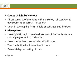  Causes of light belly colour
• Direct contract of the fruits with moisture , soil suppresses
development of normal fruit colour
• Delay in turning the fruits in field encourages this disorder.
 Management
• Use of plastic mulch can check contact of fruit with moiture
soil helping to avoid this disorder
• Use varieties less susceptical to this disorder.
• Turn the fruit in field from time to time.
• Do not delay harvesting of fruits
5/13/2021 80
 