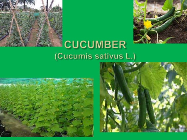 Cucumber Ppt1 pptx cucumber-ppt1-pptx