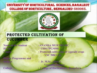 1
PROTECTED CULTIVATION OF
CUCUmbER
Name of the Student :ANANDA MURTHY HC
ID No. : UHS17PGM981
Course : Protected cultivation of vegetabl crops
VSC 508(1+1)
Degree Programme and
Subject : Jr. M.Sc., (Hort.)
Vegetable Science
College : College of Horticulture, Bengaluru.
 