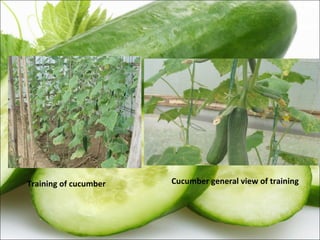 Cucumber production technology