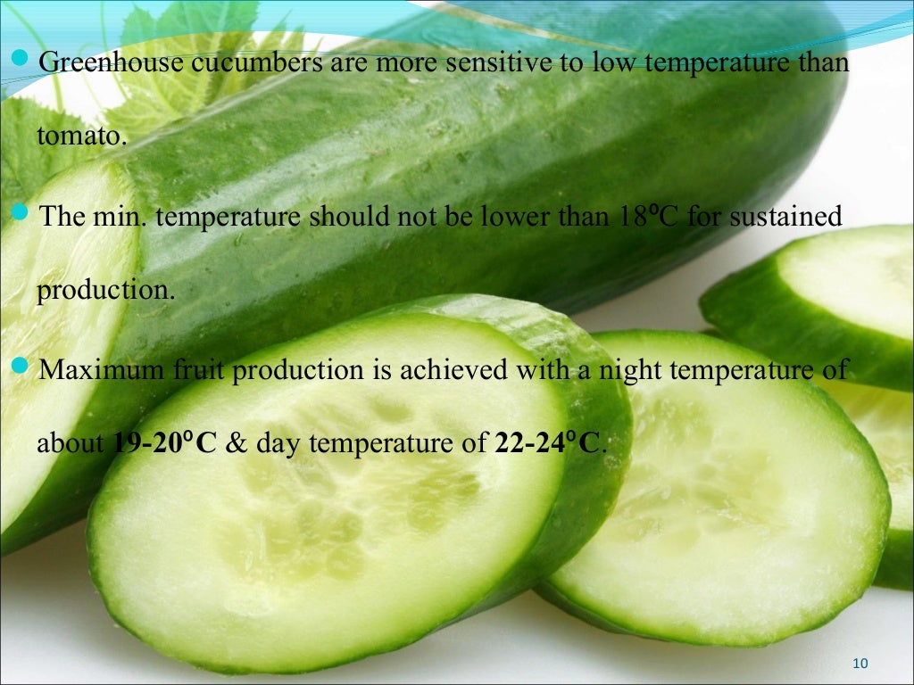 Cucumber production technology