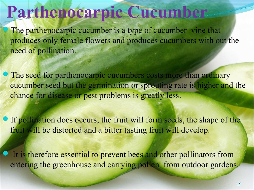 Cucumber production technology