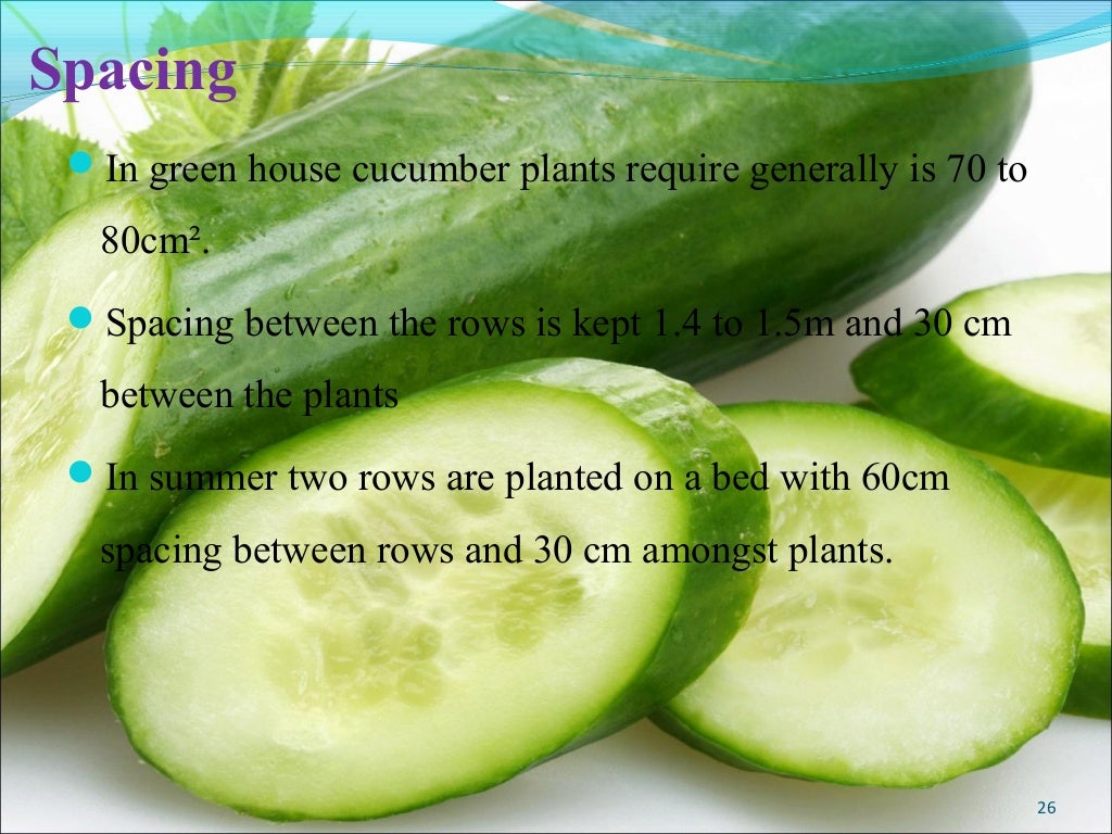 Cucumber production technology