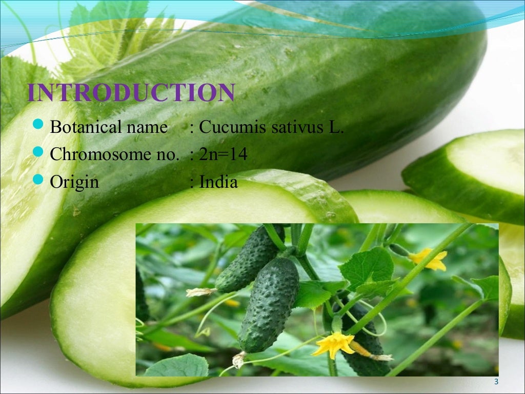 Cucumber production technology