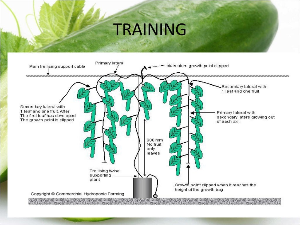 Cucumber production technology