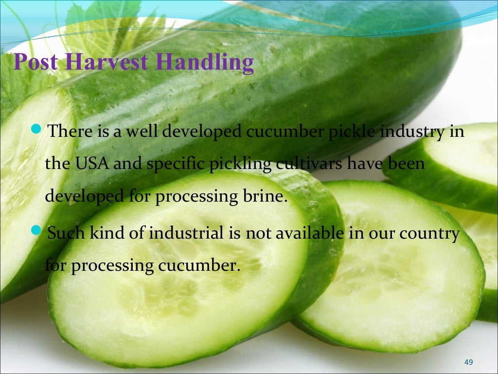 Cucumber production technology