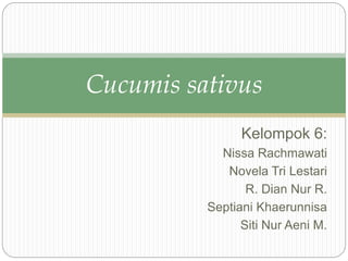 Kelompok 6:
Nissa Rachmawati
Novela Tri Lestari
R. Dian Nur R.
Septiani Khaerunnisa
Siti Nur Aeni M.
Cucumis sativus
 