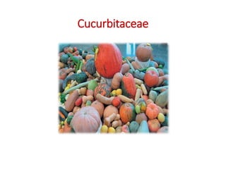 Cucurbitaceae
 