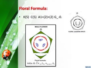 Floral Formula:
• K(5) C(5) A1+(2)+(2) G_-0.
 